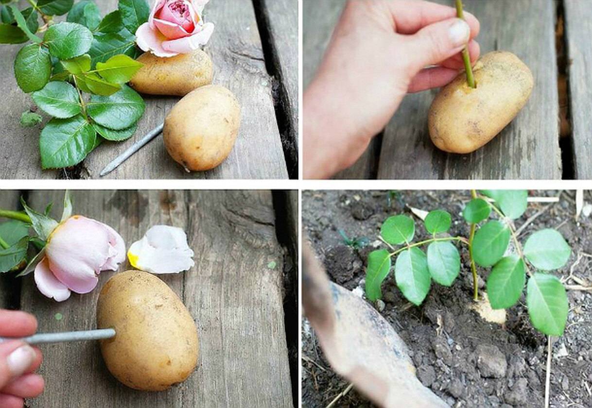 Девять способов применения картофеля в домашнем хозяйстве