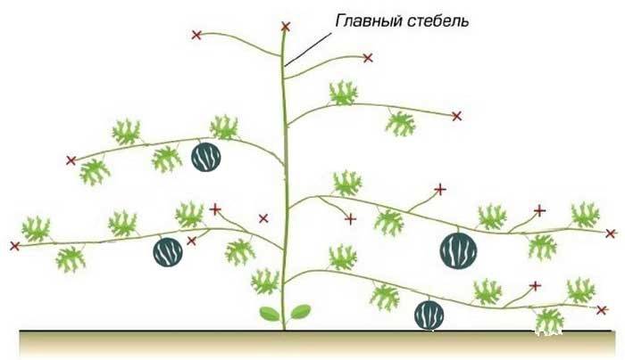 Агротехника выращивания дыни в теплице