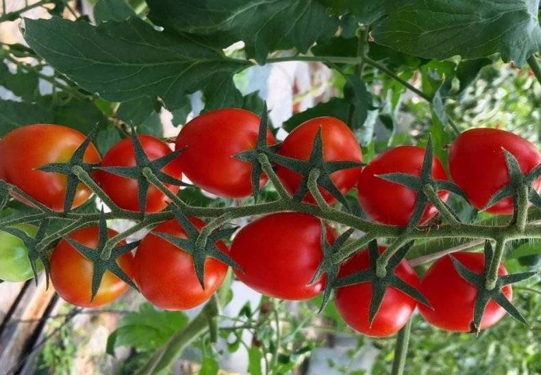 Самые урожайные томаты подмосковья. Черри ликопа. Томат тепличный Урожайный. Томат черри высокорослый. Томат урожайные Гусева.