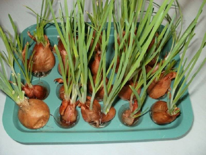 Выращивание зеленого лука на подоконнике: секреты ухода
