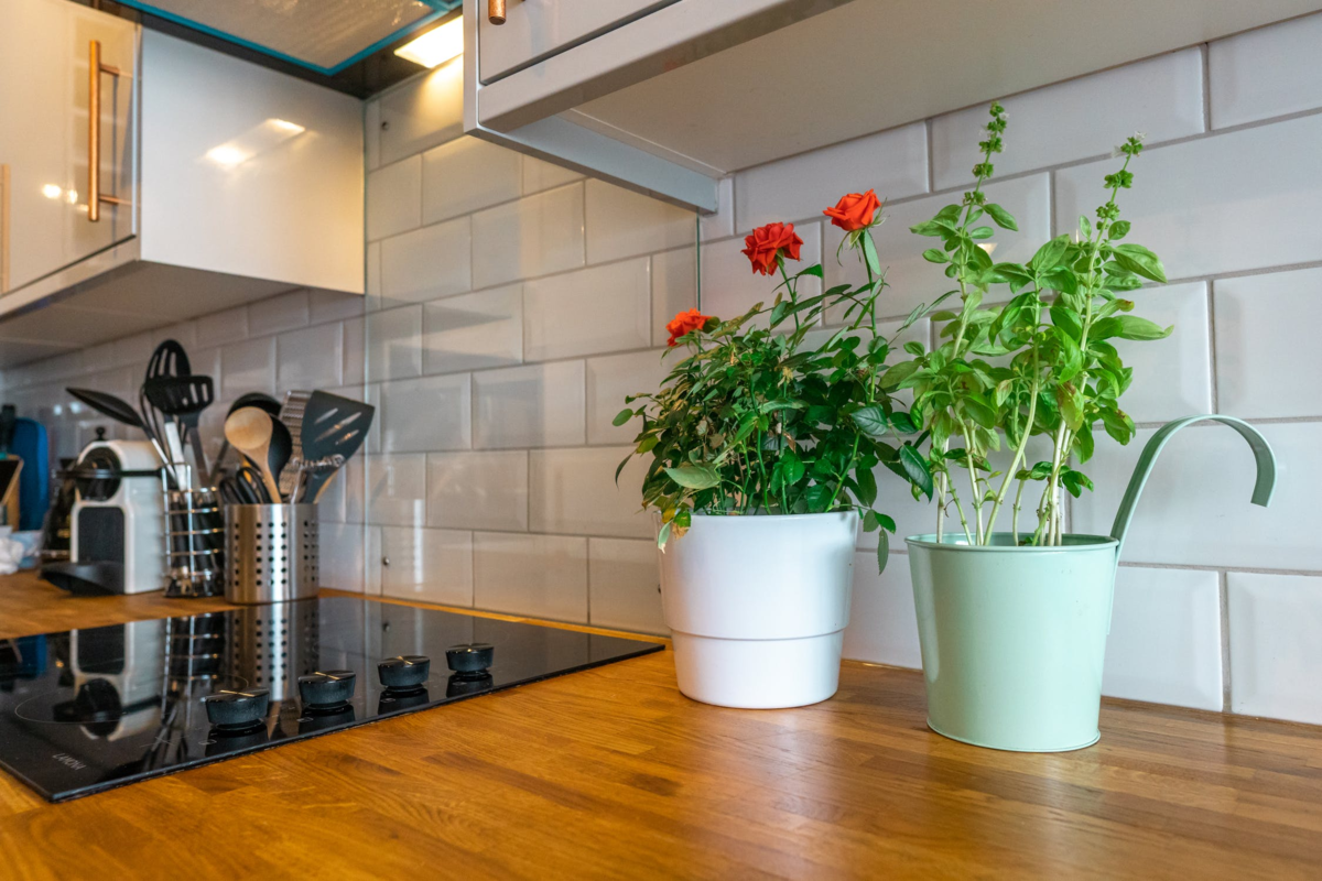 8 лучших комнатных растений для кухни. какие выбрать? список, фото — ботаничка