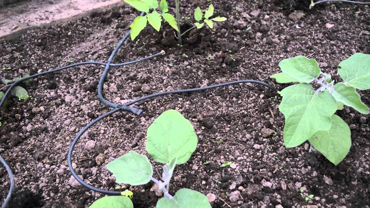 Как правильно поливать огурцы в теплице и открытом грунте для хорошего урожая