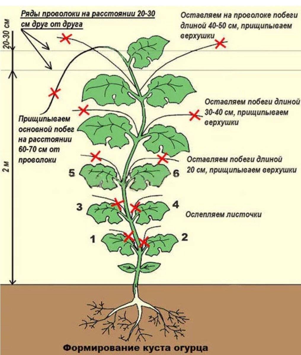 По какой схеме сажать перец