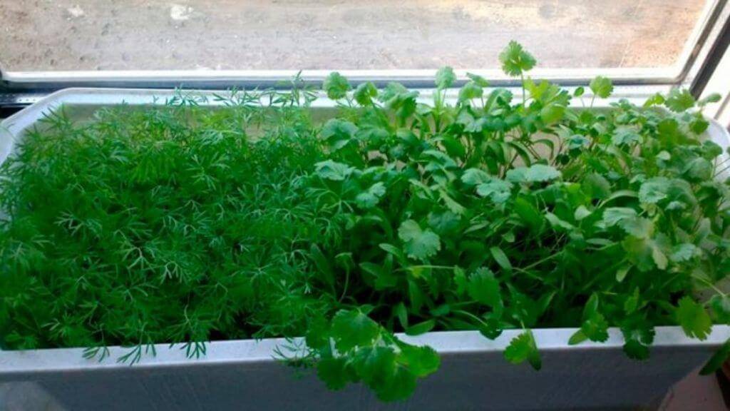 Выращивание зелени на подоконнике зимой простым способом