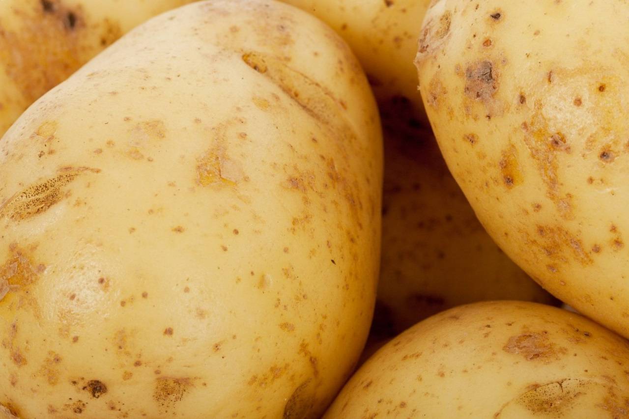 Какой сорт картофеля лучше для  сибири: ранний или поздний? 6 фактов для выбора.