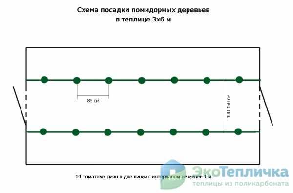 Какое расстояние между томатами. Схема высадки томатов в теплице 3х6. Схема посадки помидоров и перца в теплице 3 на 6. Схема посадки томатов в теплице 3х6. Схема посадки томатов в теплице 3 на 6.