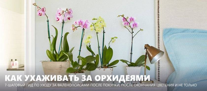 Как ухаживать за орхидеями в домашних условиях после покупки: важные рекомендации