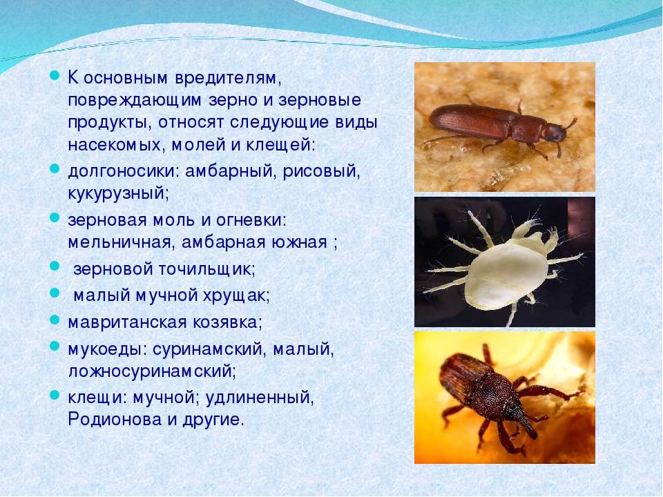 Долгоносик в квартире: причины появления, методы борьбы, советы и рекомендации