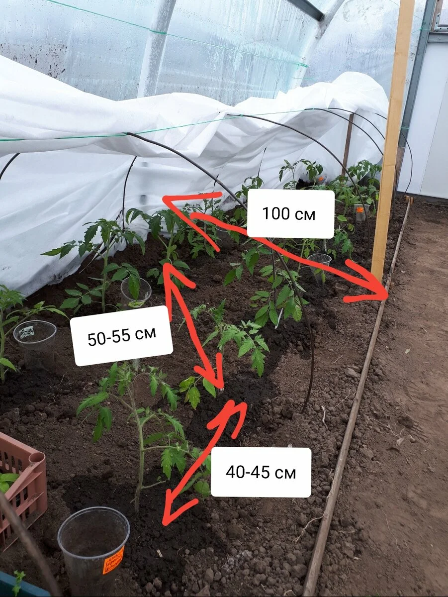 Сколько кустов томатов можно посадить. Схема посадки томатов в теплице. Схема высадки рассады помидор в теплицу. Посадка помидор в теплицу. Посадка томатов в теплицу.