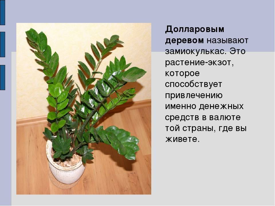 Долларовое дерево: описание, уход в домашних условиях, размножение и пересадка - sadovnikam.ru