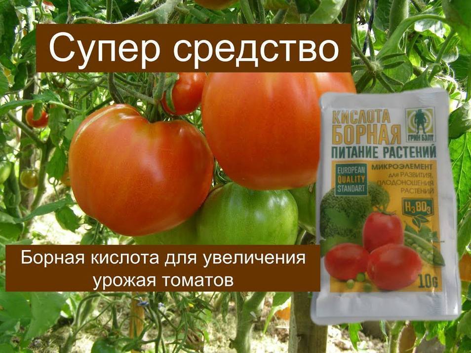 «народные средства» для томатов от болезней - топ-12 лучших
«народные средства» для томатов от болезней - топ-12 лучших