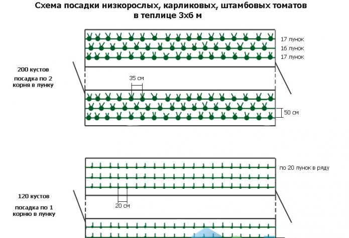 Схема посадки перца в теплице из поликарбоната 3х4