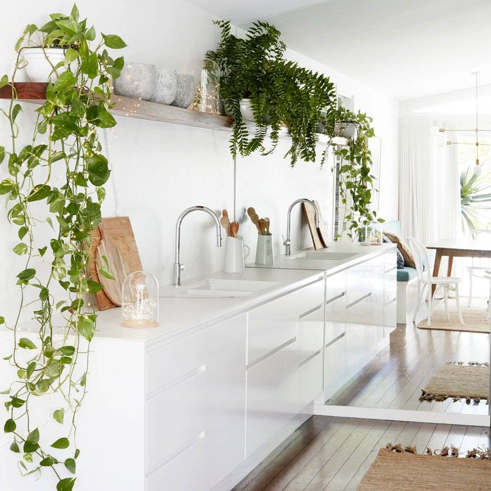 Комнатные растения для гостиной | топ-15 живых украшений с пользой для здоровья | (фото & видео)
