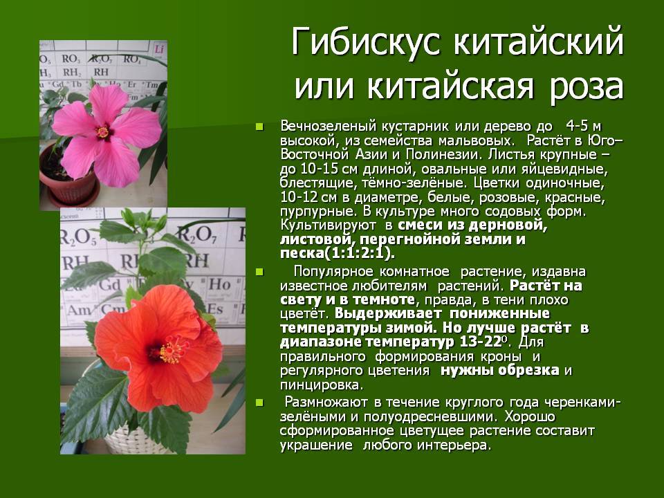 ᐉ уход за китайской розой в домашних условиях, фото, размножение, обрезка - roza-zanoza.ru
