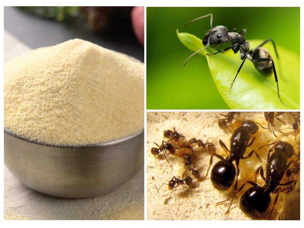 Как избавиться от муравьев на дачном участке, в теплице, в саду и огороде народными и химическими средствами + отзывы