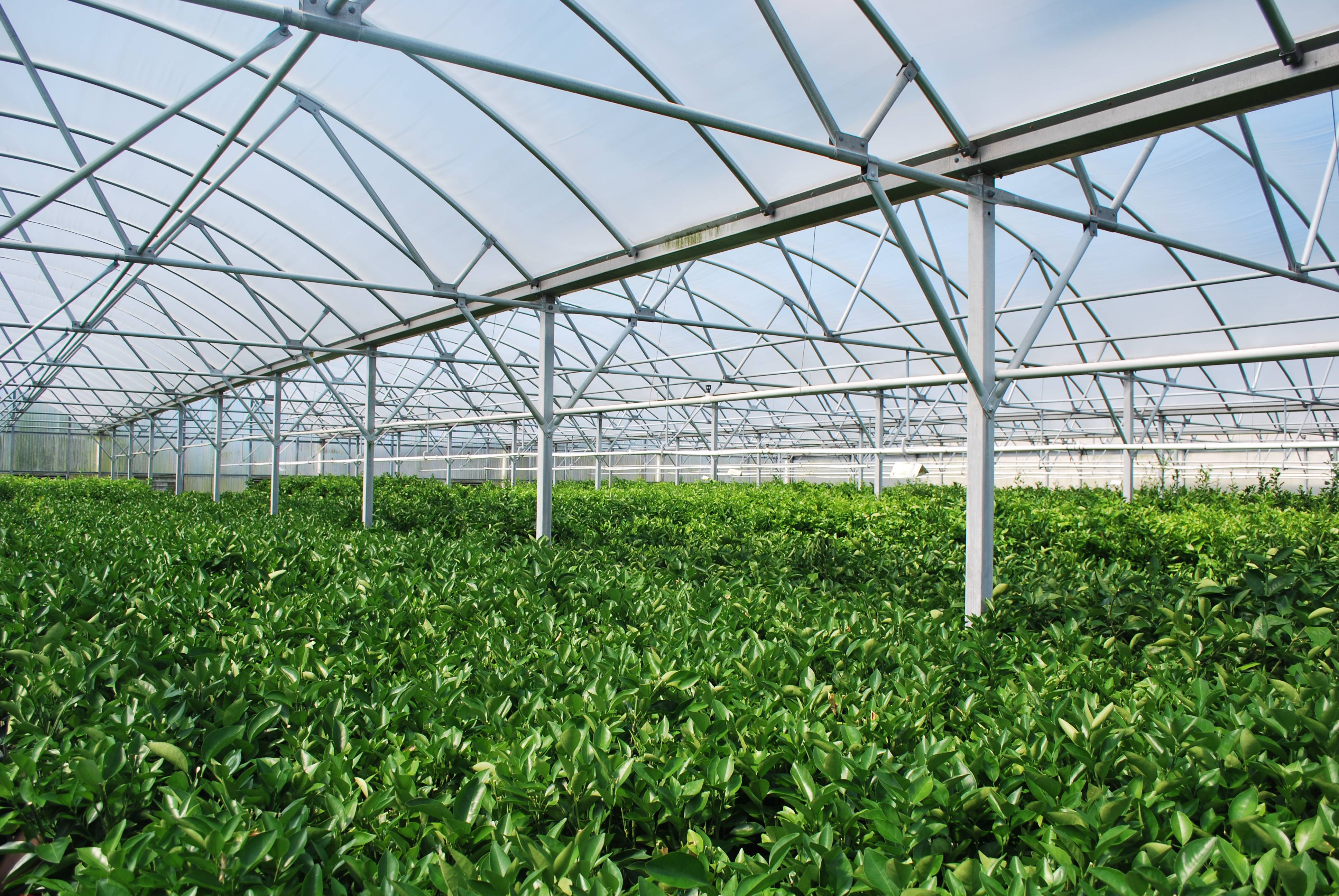 Научное овощеводство. Тепличное хозяйство «ГРИНХАУС».. Теплица Greenhouse. Тепличный комплекс зеленая линия. Теплица 1 га.