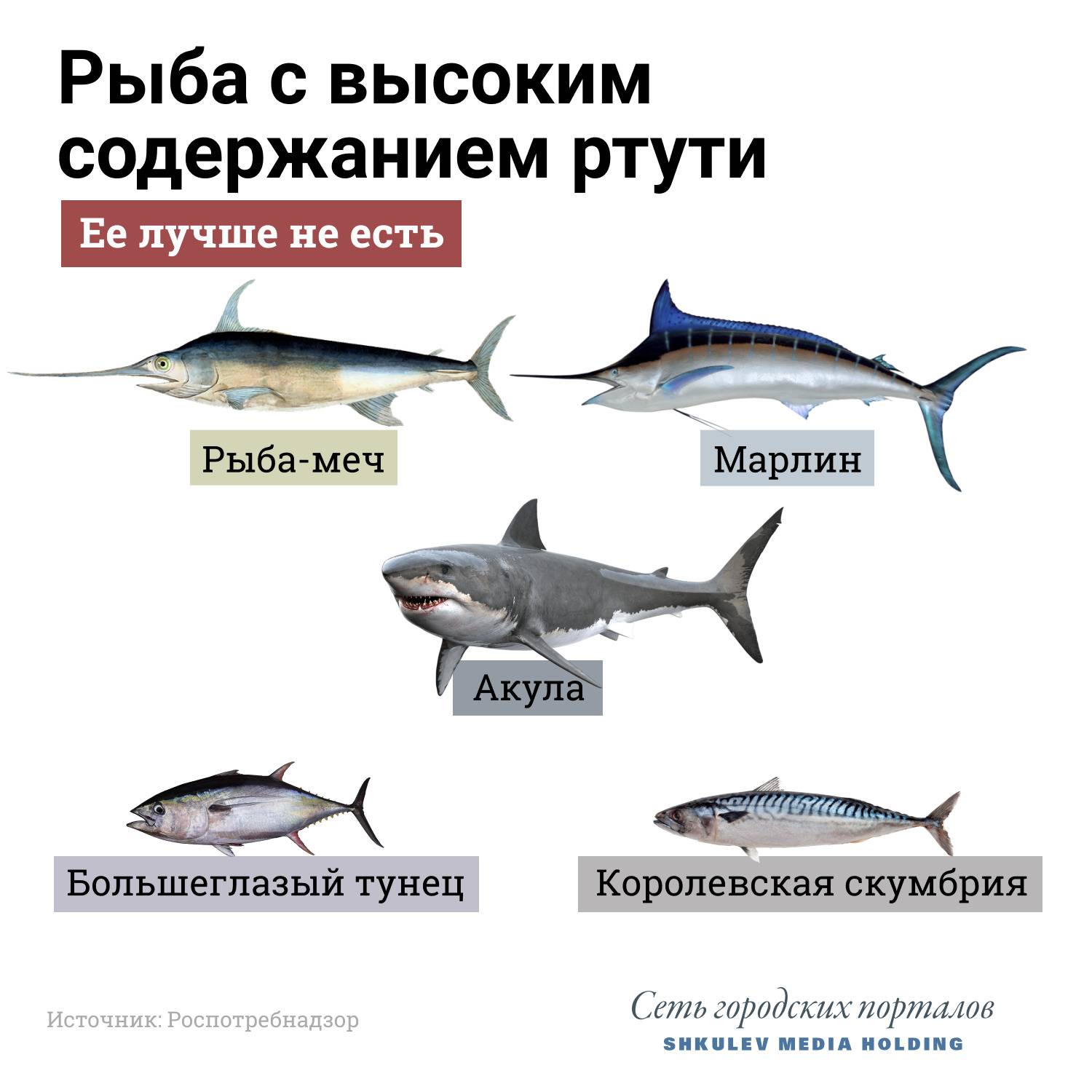 8 видов рыбы, которая может быть опасна для здоровья ваших близких | кто?что?где?