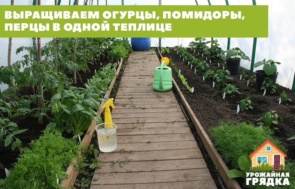 Томаты и огурцы в одной теплице: можно ли сажать вместе и как правильно выращивать