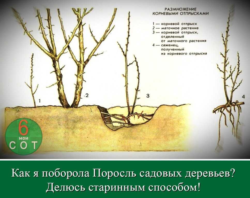 Как размножить сливу порослью: можно ли вырастить сливу из поросли, посадка и уход