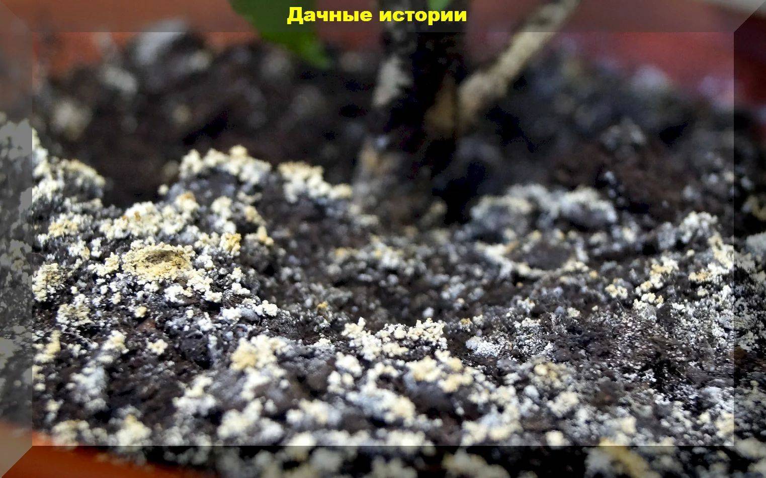 Земля покрылась плесенью: что делать, фото