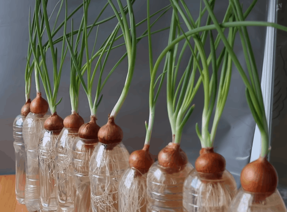 Как вырастить зеленый лук дома из луковицы в воде?