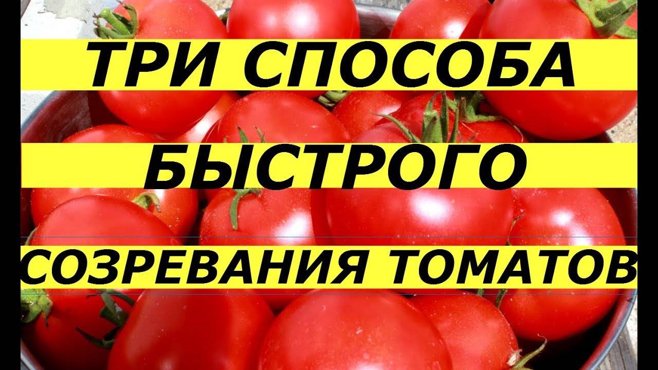 Почему помидоры не краснеют у плодоножки?