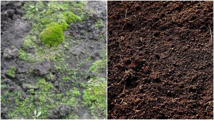 Зеленеет земля что делать. Почва позеленела. Позеленела почва в теплице. Почва зеленеет. Зеленеет земля в горшке.