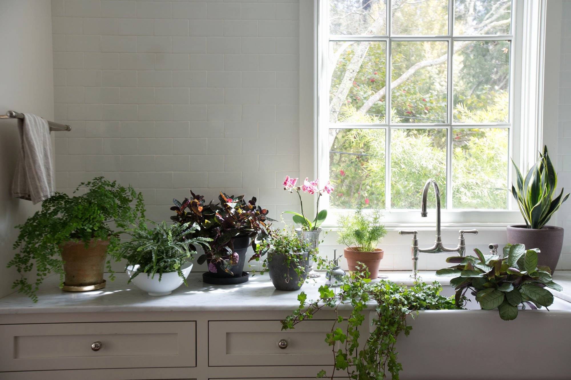 Комнатные цветы и растения для кухни: фото и название