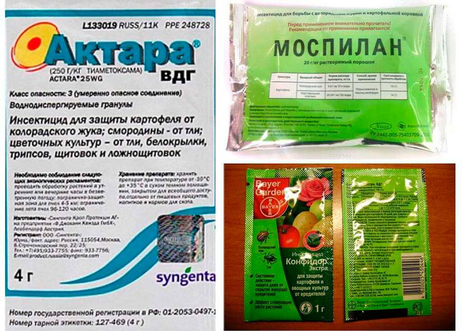 Чем обработать теплицу осенью от белокрылки. как бороться с белокрылкой в теплице: топ действенных способов