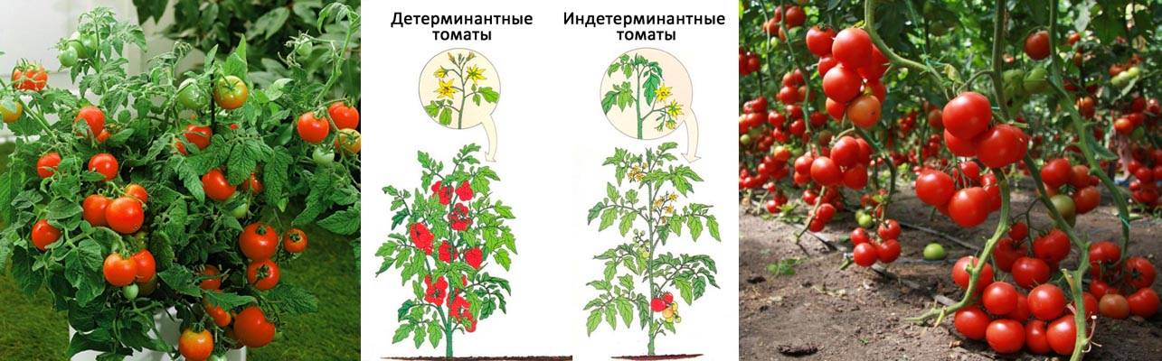 Сладкие крупноплодные томаты: лучшие сорта