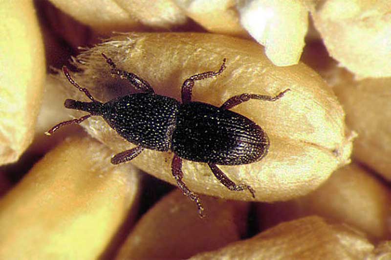Долгоносик (скосарь, слоник), (curculionidae). описание, профилактика и методы борьбы с долгоносиком - флористика на "добро есть!"