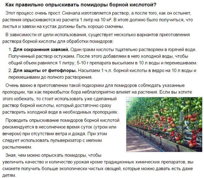 Чем, когда и как правильно опрыскать помидоры для завязи в теплице