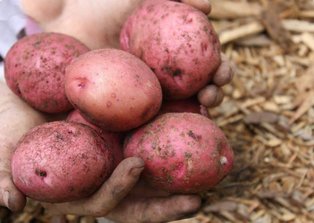 Урожайный и вкусный картофель голубизна: описание сорта, агротехника, отзывы