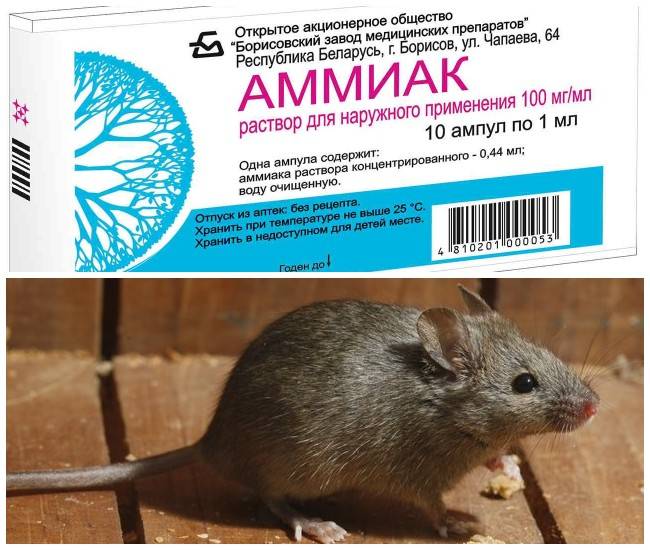 Народные способы, чтобы отпугнуть мышей от дома и дачного участка с использованием запаха растений, аптечных и других средств