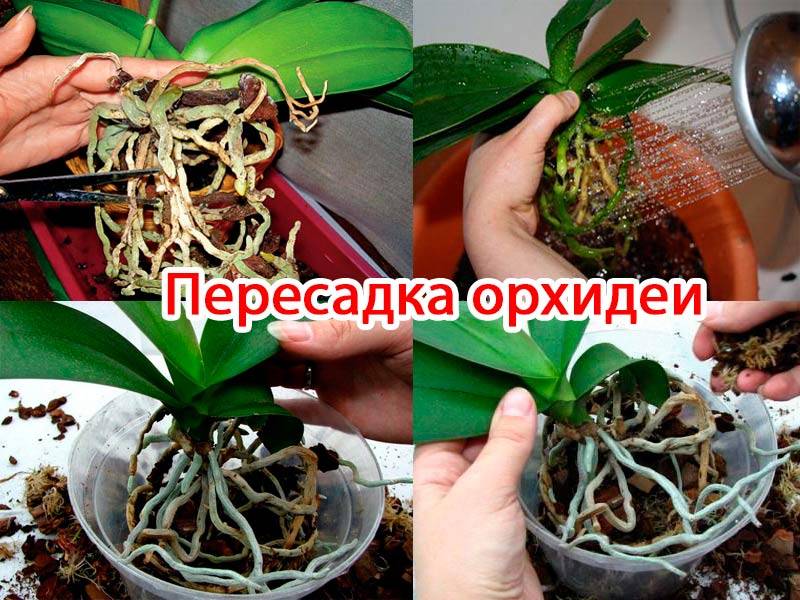 Орхидея: уход в домашних условиях – адаптация после покупки, размножение. ошибки начинающих при выращивании