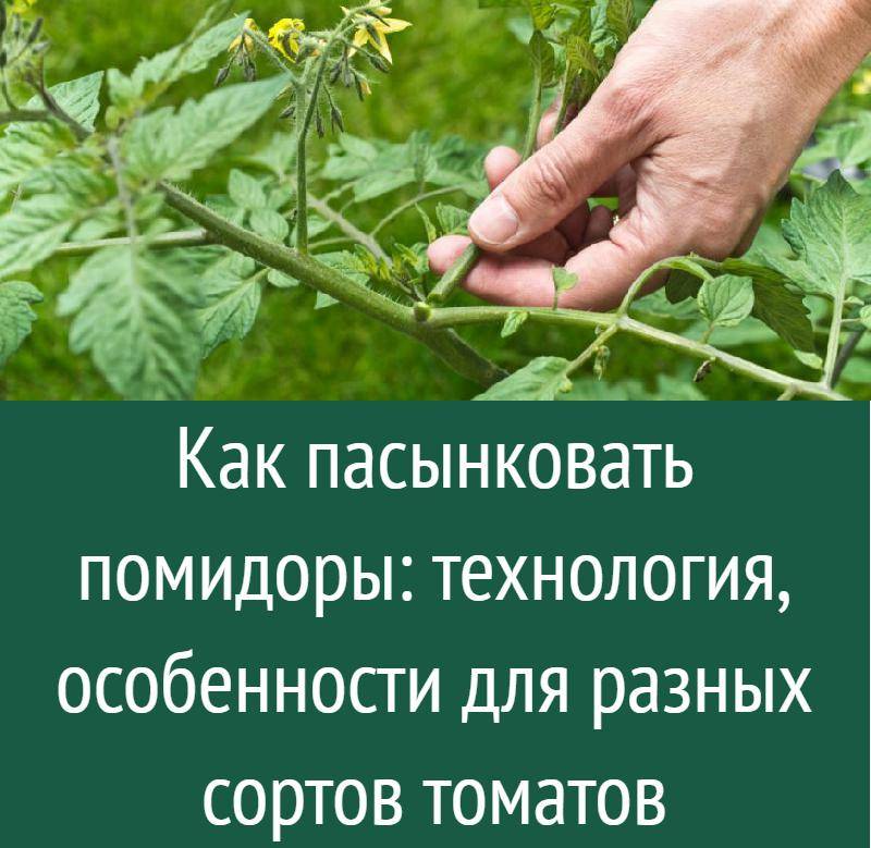 Как пасынковать помидоры в теплице: пошаговая инструкция, схема, видео