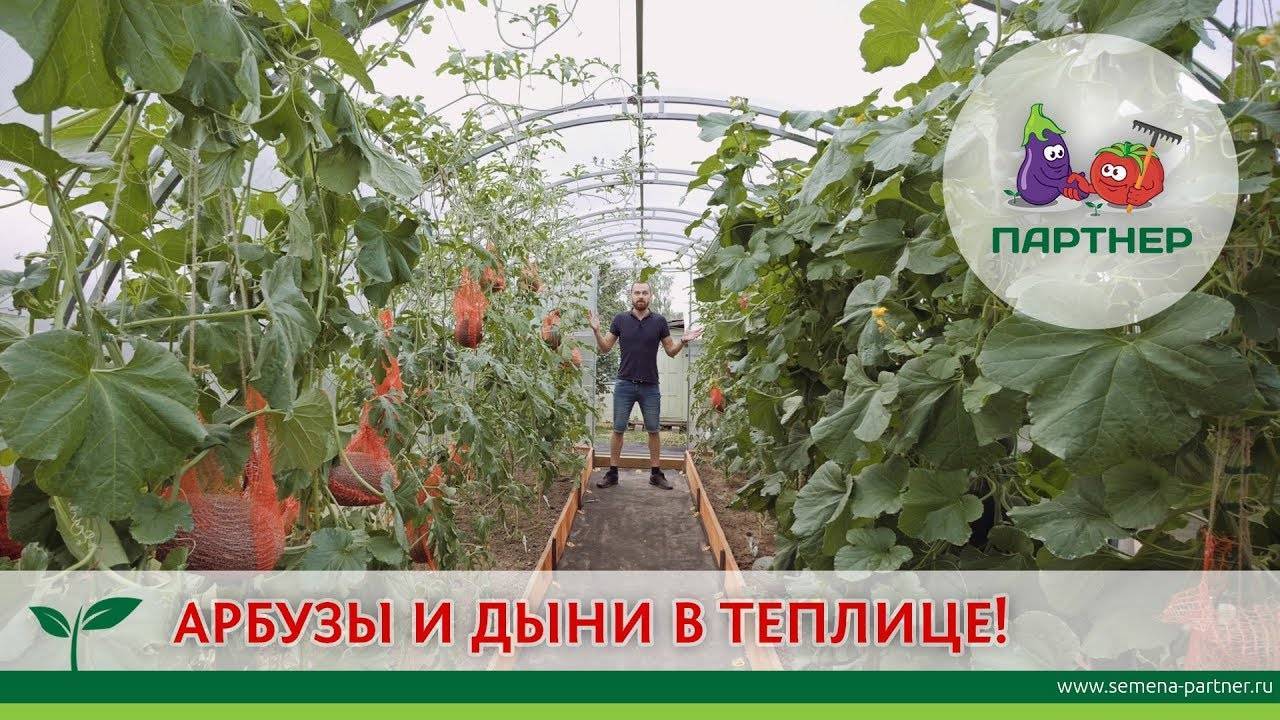 Как вырастить арбуз в теплице: новости, арбуз, дача, парник, урожай, советы, сад и огород