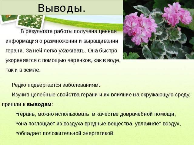 Герань - уход в домашних условиях: подкормка, полив, обрезка, размножение - sadovnikam.ru