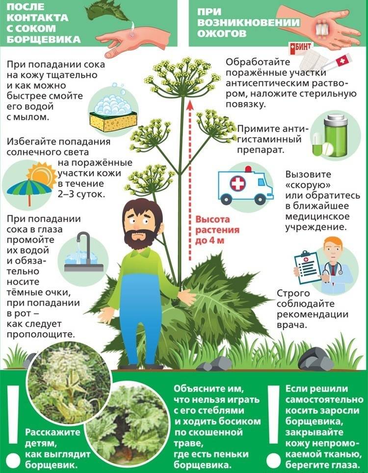 5 ядовитых растений россии, которые можно перепутать со съедобными - hi-news.ru