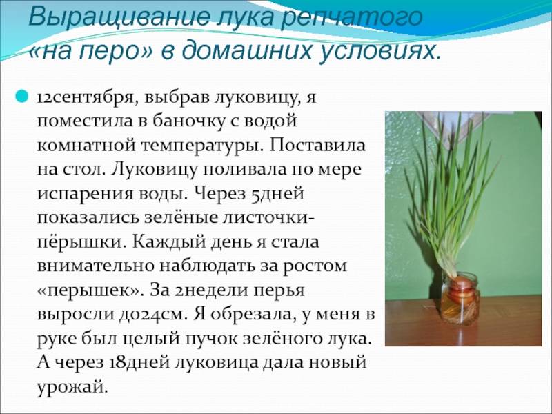 Зелёный лук: выращивание дома, пошаговое описание способов выгонки зимой на подоконнике
