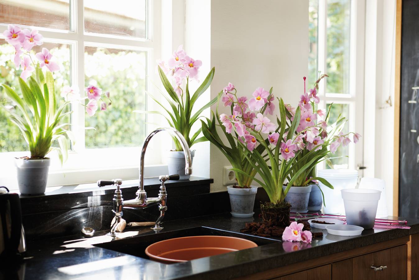Какие цветы поставить на кухню на подоконник: перечень и советы по уходу