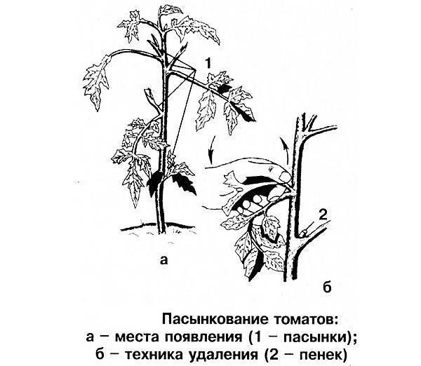 Схема удаления пасынков у томатов