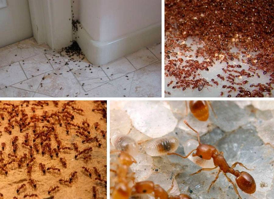 Как избавиться от муравьёв в доме или квартире: все существующие способы