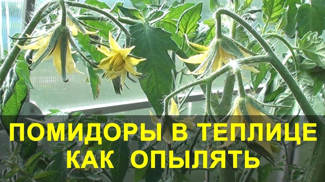Ранние сорта томатов для теплицы самоопыляемые