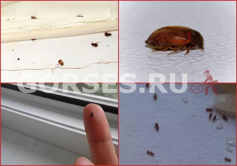 Маленькие коричневые жучки в квартире: причины появления, виды и вред паразитов