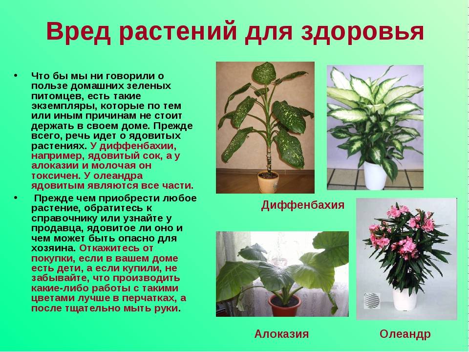 Самые ядовитые комнатные растения. названия, описания, фото — ботаничка