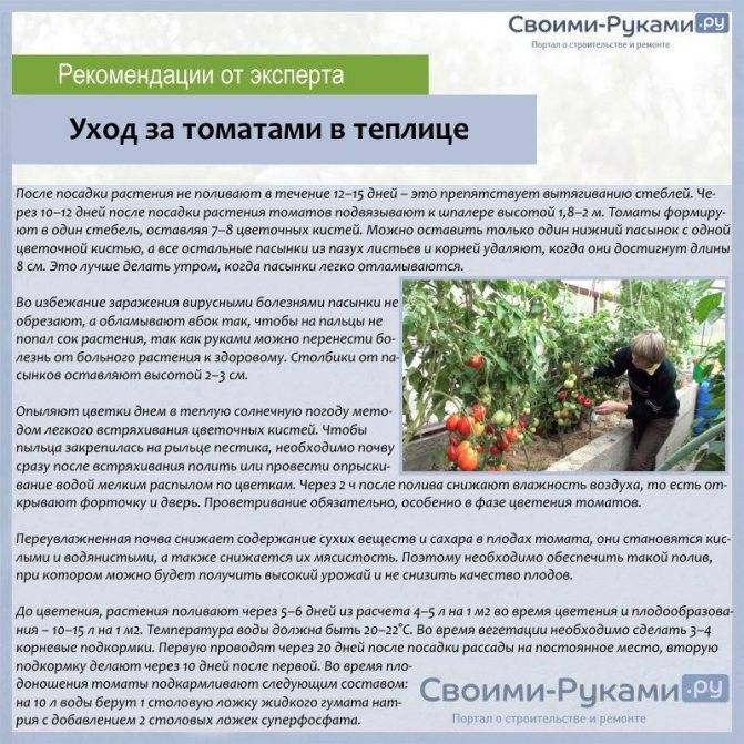 Подкормка дрожжами