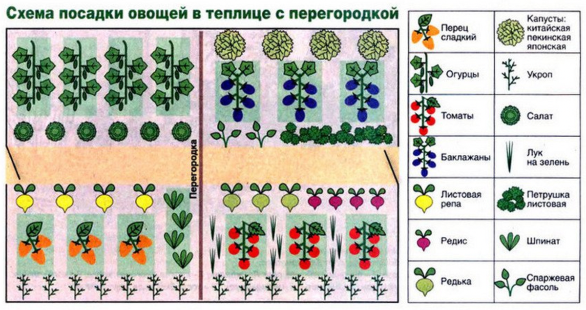 На каком расстоянии сажать дыни. Схема посадки овощей в теплице 3х6. Схема высадки рассады перца в теплицу. Схема посадки перца в теплице 3х4. Схема посадки помидор в теплице 3х4.