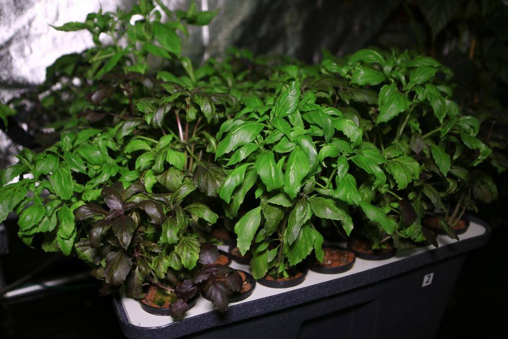Как вырастить базилик на подоконнике- сорта и правила выращивания