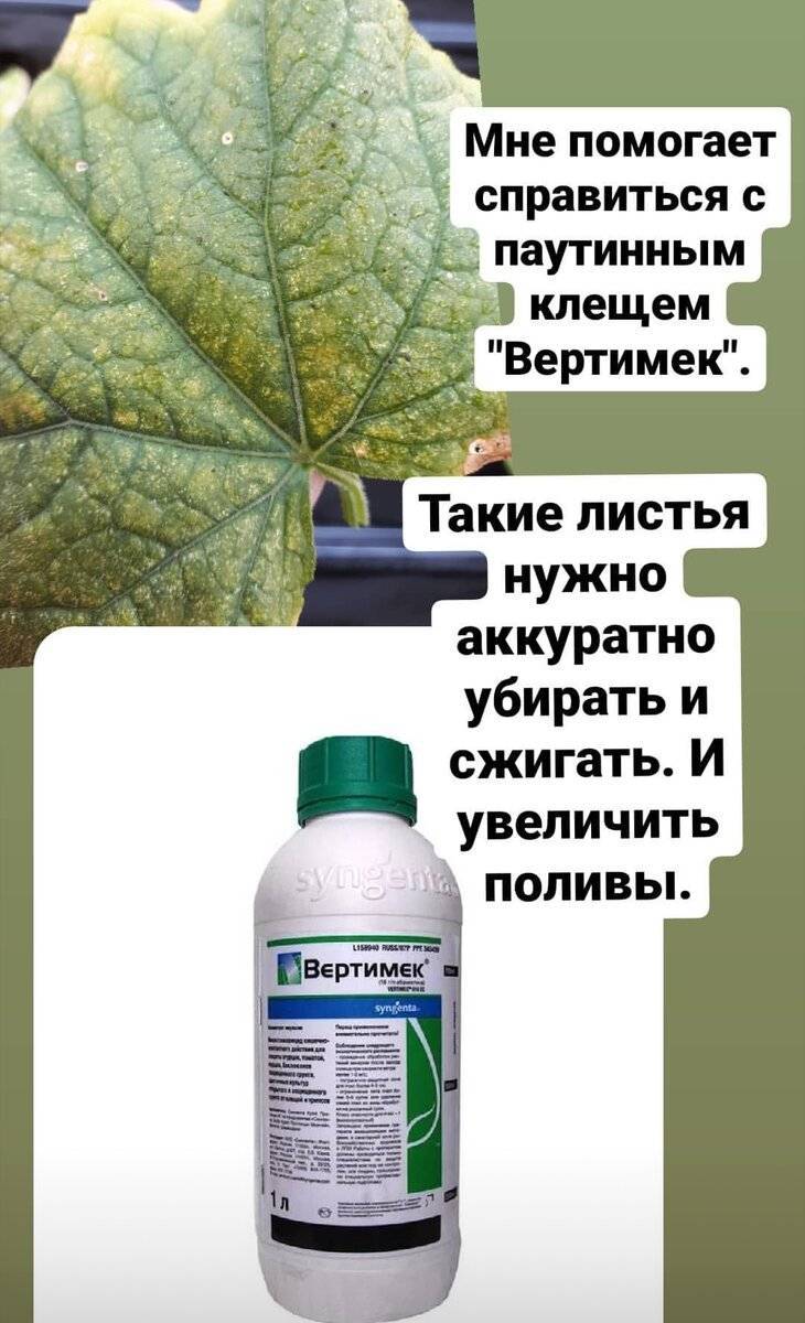 Как избавиться от белокрылки в теплице: 3 метода борьбы
